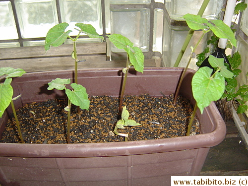 After eight days, they looked like this. I thought the seed in the top left corner's dead, but it germinated afterall