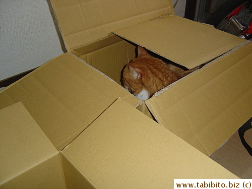 Because of the back-to-back online shopping, suddenly there are several boxes for Daifoo to sleep around