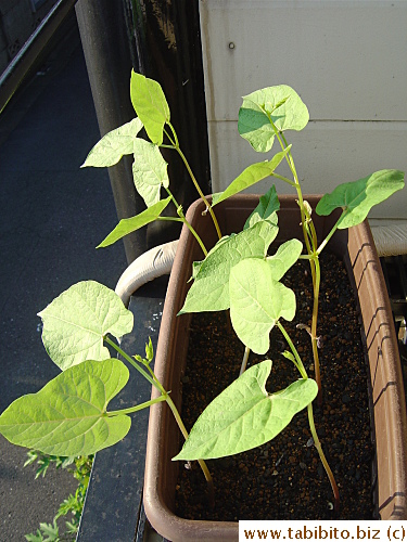 I moved the beans (and veggies) upstairs cos KL thinks they are an eyesore in front of the apartment at street level! 