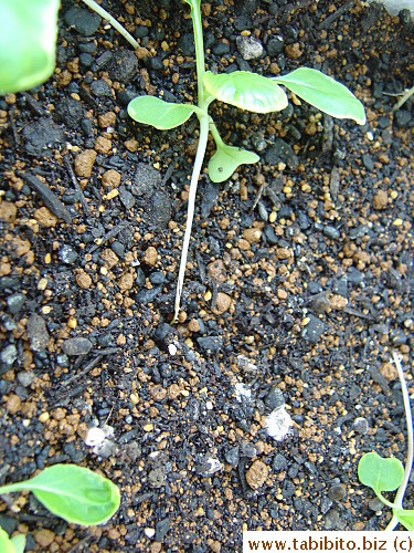 The end of the stem starts to grow side roots