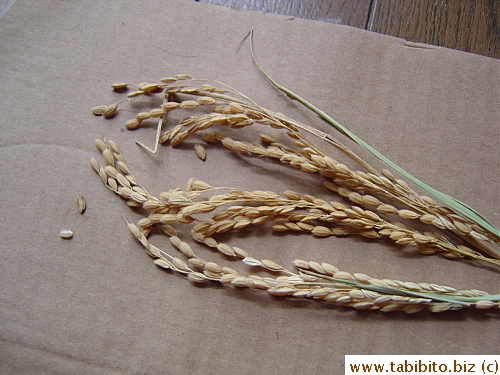 Looks like a lot of grains from these stalks