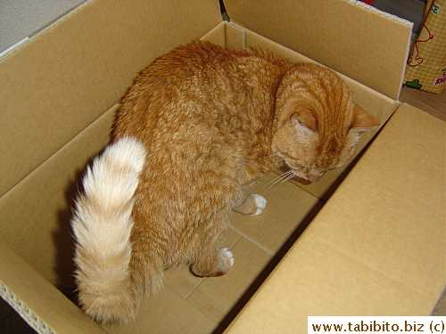 Well, what do you know? Daifoo can't stay away from new boxes