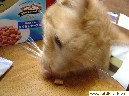 “This isn't very dignifying of me eating off the table...”