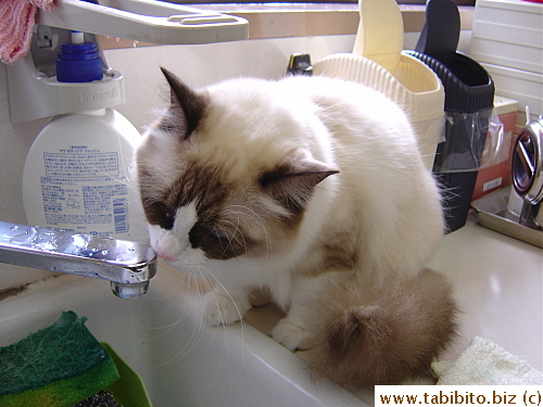 Licks water off the tap