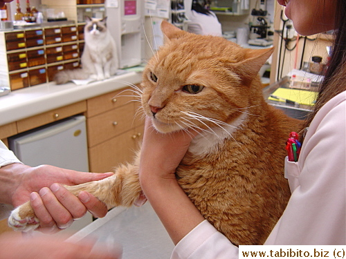 The vet's about to draw blood