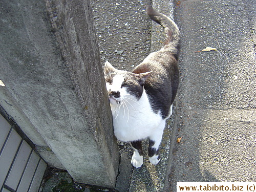 It always “acts” innocent