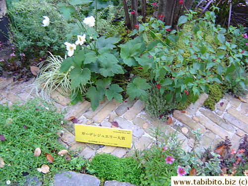 The sign says this one won a “Garden Jewelry” prize.  Can't read the fine prints to know more