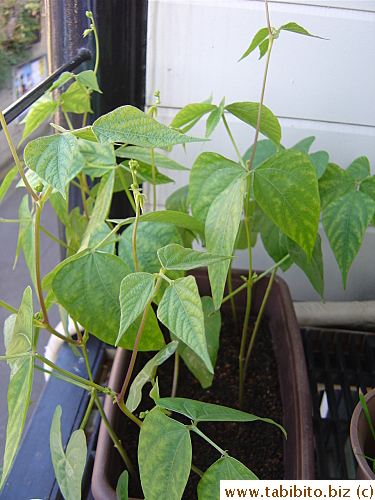 Starting to “climb”