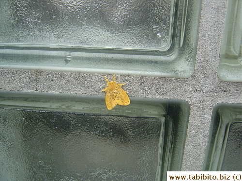 A yellow moth?