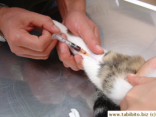 Vet takes blood for test