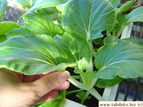 Large leaves