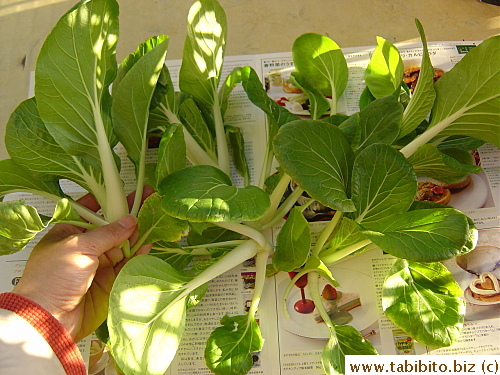Harvested bokchoy