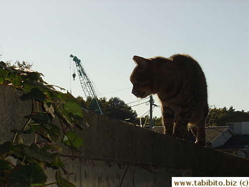 His flu is gonna kill him