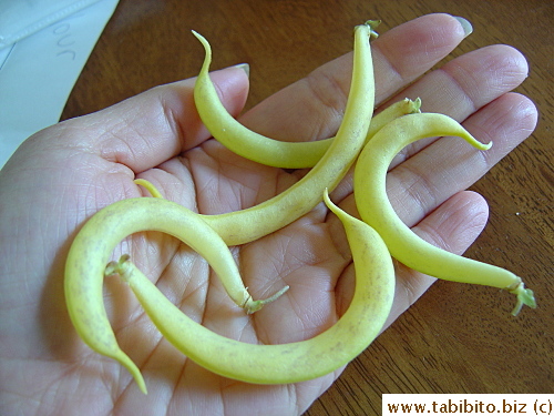 Only five beans were good for harvest!