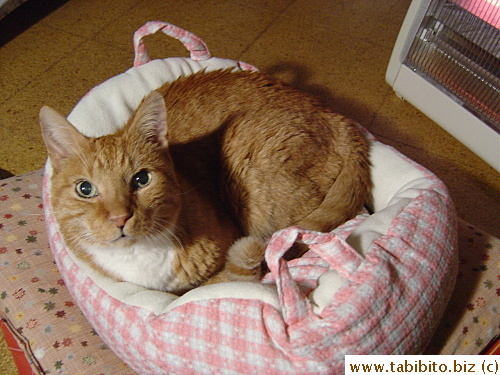 Daifoo enjoys his new bed in front of the heater