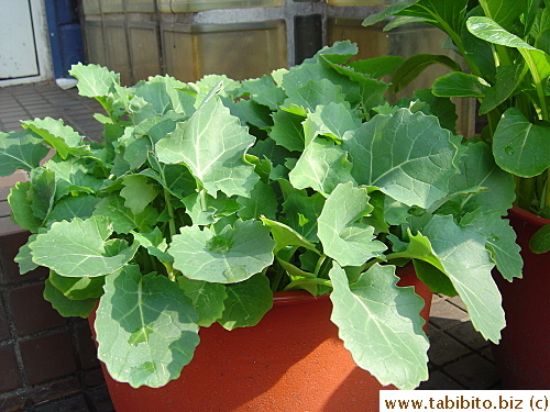 These veggies are supposed to be a foot tall.  These have been growing for months and will never even reach half the height