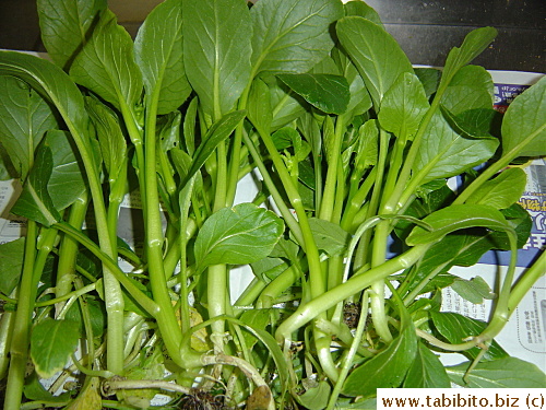 Freshly picked choisum