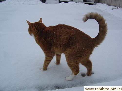 Daifoo was perplexed by the snow