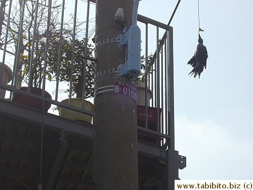 There's a dead (real??) crow hanging from the light pole