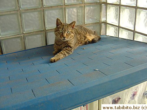 Number 2 is looking very dapper these days, no sign of flu or snot