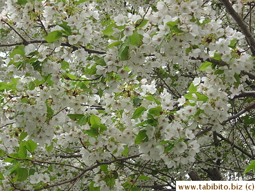 Such vibrant green leaves