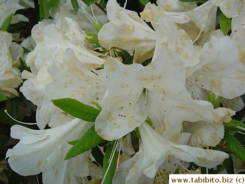 The aged brown patches form an interesting pattern on the petals