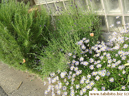 I thought the lavender and daisy were a goner when they looked dead in winter, now look at them, totally flourishing