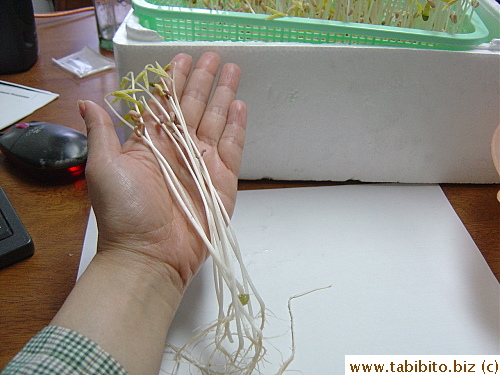 I've never seen bean sprouts this long