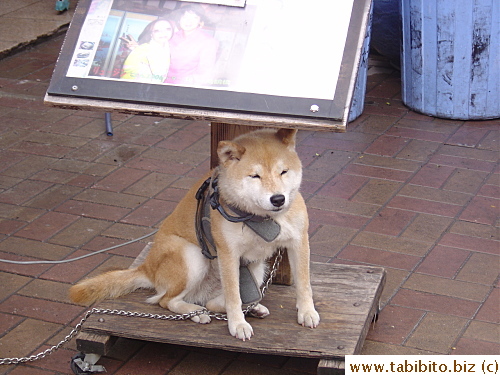 Poor dog gets chained up all day (unfortunately a common practice in Japan) in front of the restaurant
