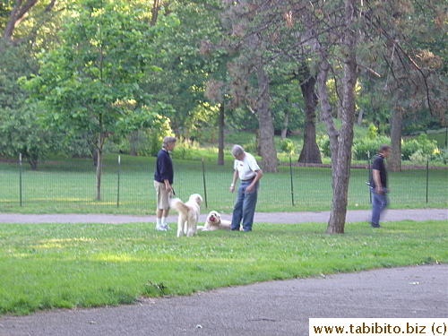 Lots of people walk their dogs in the morning at the park