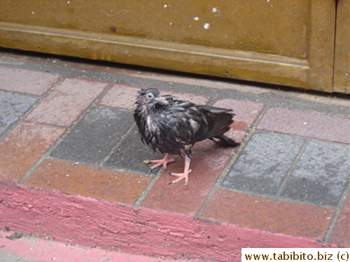 A pigeon got drenched