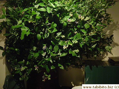 A real bush of blueberry in a vase behind our table