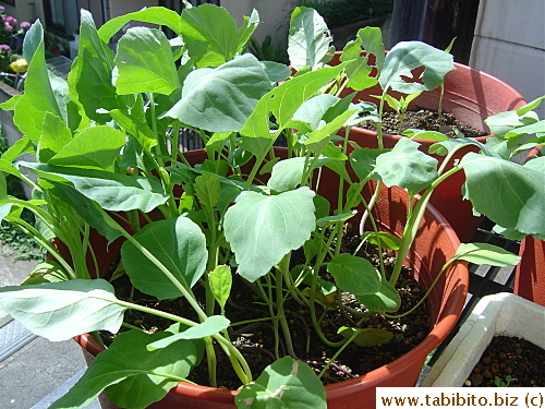 One of two pots of Chinese broccoli I planted