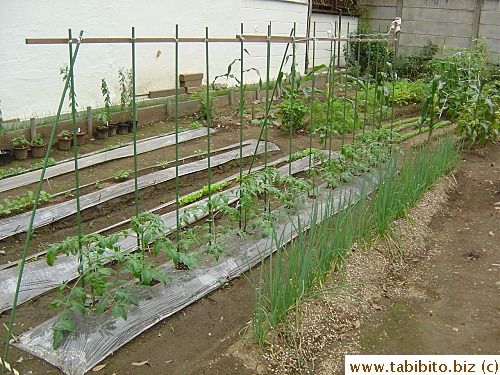 A small vegie plot at the end of the street