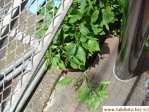 When workers came to dismantle the scaffold, a metal frame damaged our pepper plant >-