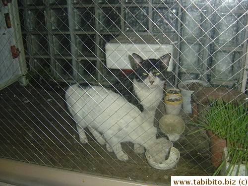 Then MT goes back to lick the bowl clean