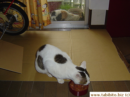 Sacca and Mama Cat eat