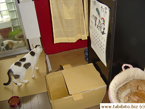 Daifoo's not too happy about all the intruders