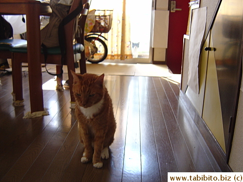 2dau looks at Daifoo through the glass door