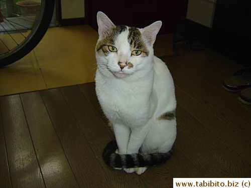 Sacca has an unusually long tail