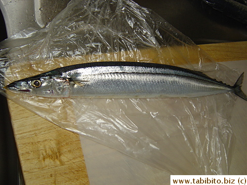 Pacific saury (sama), a local and also KL's favorite fish in Autumn