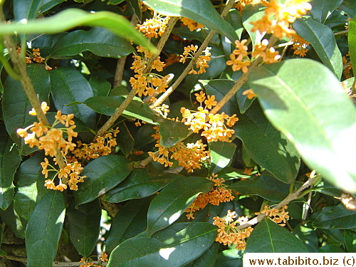 Flowers profusely for two weeks in Fall