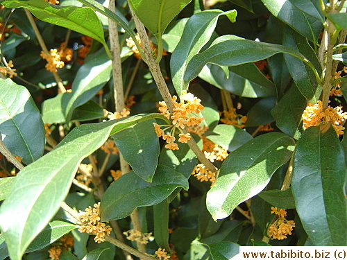 Gorgeous orange and even more gorgeous scent