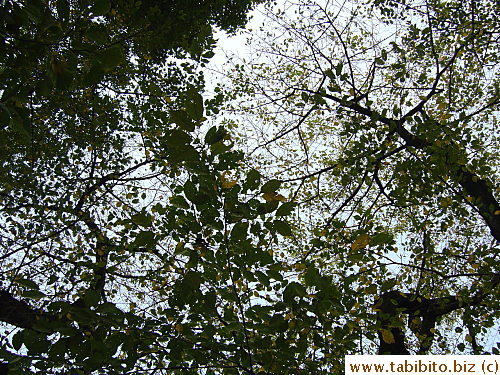 Up above us were trees that kept dropping leaves on our food