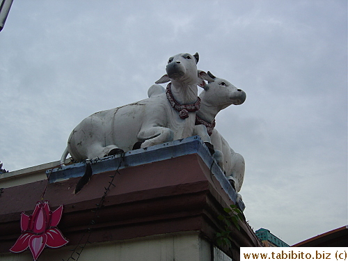 Cows on the roof