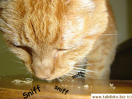 Daifoo likes the catnip