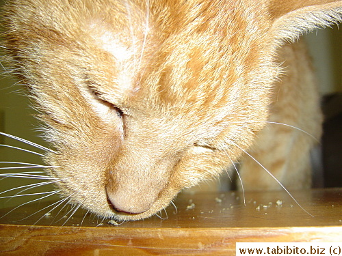 It's pot for cats!
