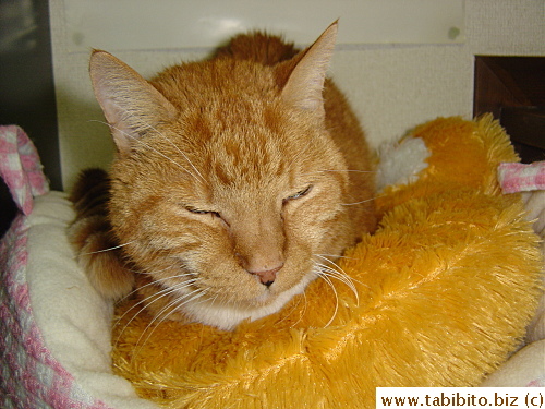 Daifoo also likes the paw cushion