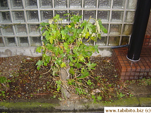 The stupid gardener also butchered the mulberry tree nextdoor