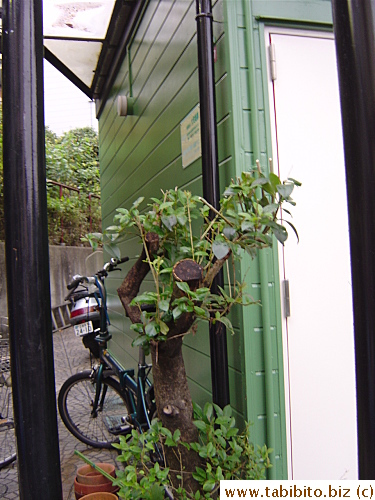 He then went to chop off the entire canopy of the tree one door down!!  When you can kill three, why stop at one?